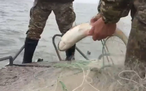 В Азовское море под Мариуполем браконьеры поставили более километра сетей