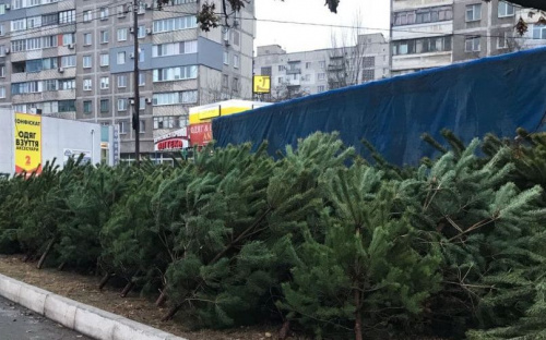 Сколько стоит в Мариуполе новогодняя «красавица»?