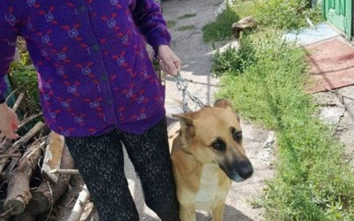 За выгул собаки без намордника мариупольчанка пойдет под суд