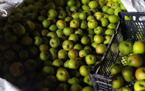 Яблоки не пропадут: в Мариупольском районе фермеру помогут реализовать продукцию
