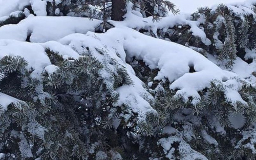 На въезде в Мариуполь срубили верхушки у елей (ФОТОФАКТ)