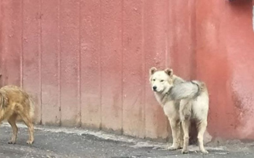 Бездомные собаки кусают жителей спального района Мариуполя