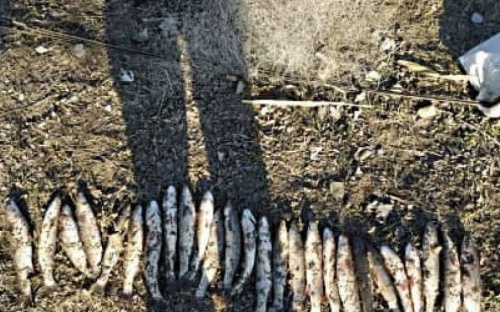 В Мариуполе с крупным уловом поймали браконьера