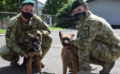 Мариупольцам предлагают стать хозяевами двух щенят немецкой овчарки. Но при одном условии (ФОТО+ВИДЕО)
