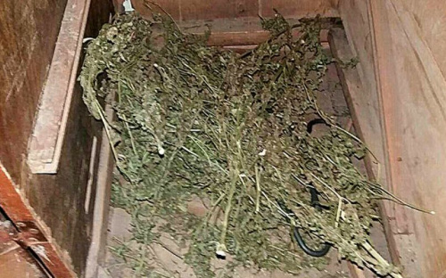 У жителя Мариуполя изъяли 11 кустов конопли