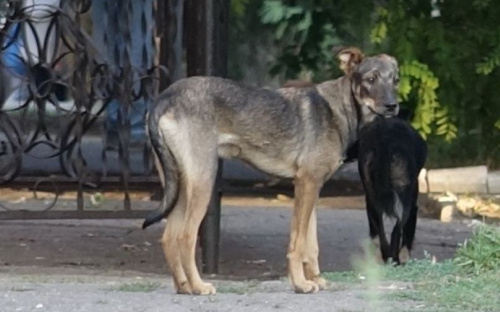 В полумиллионном Мариуполе нашлось 20 добровольцев, которые посчитают бездомных собак (ФОТО)