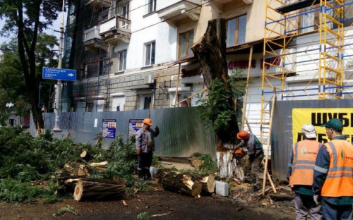 Около Театральной площади Мариуполя удаляют акации -гиганты (ФОТО)