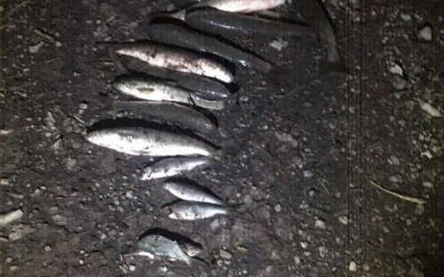 Мариупольские браконьеры наловили тарани и пиленгаса почти на 18 тысяч гривен (ФОТО)