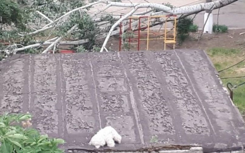 На игровую площадку мариупольского детсада рухнуло дерево (ФОТОФАКТ)
