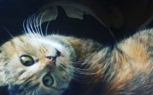 В Мариуполе от бродяжничества спасли необычную кошку с раскосыми глазами (ФОТО)