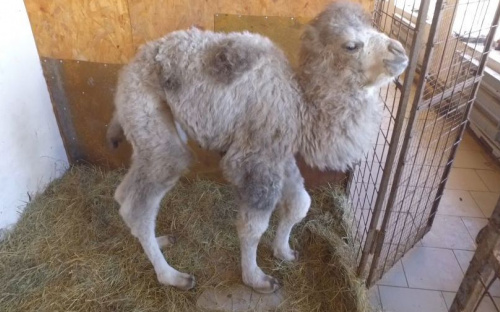 Уникальный новорожденный появился в мариупольском зоопарке (ФОТО+ВИДЕО)
