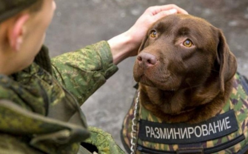 Неподконтрольные территории под Мариуполем заминированы хаотично. Карт минных полей не существует