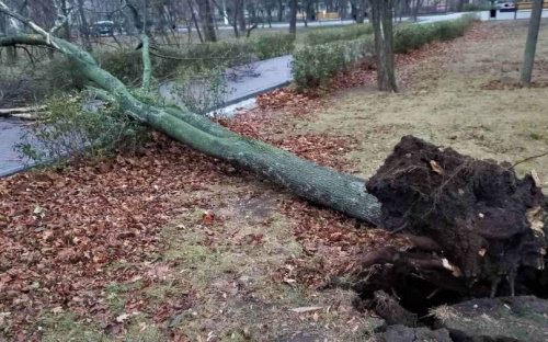 В Мариуполе из-за шторма дерево вырвало с корнями. Спасатели обрезают аварийные кроны