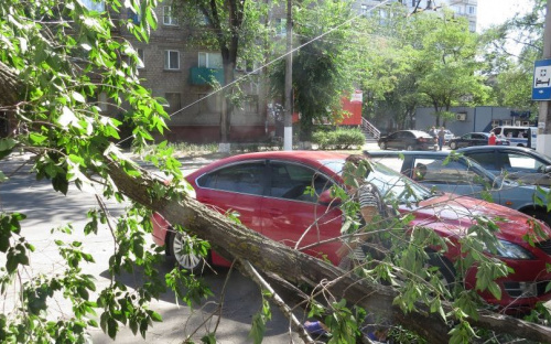 В Мариуполе дерево рухнуло на парковку с машинами (ФОТОФАКТ)