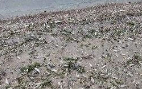 На мариупольский пляж вынесло мертвого бычка