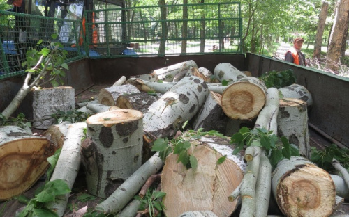 Коммунальщики в Мариуполе режут здоровые деревья, чтобы бороться с сухостоем (ФОТО+ВИДЕО)