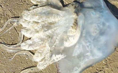 Они погибают из-за селфи: что делать мариупольцам, если ужалила медуза?