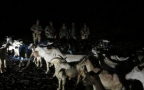 В Луганской области двое украинцев перегоняли в Россию коз
