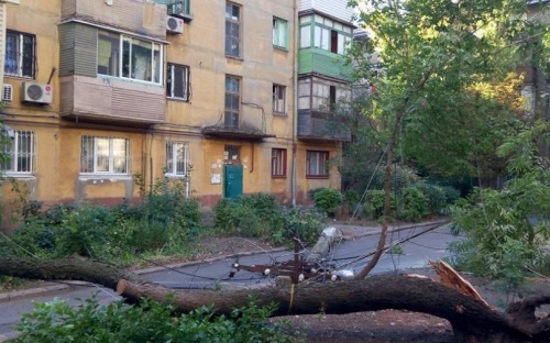 В Мариуполе дерево упало на столб под напряжением, завалило подъезд, пять домов без света (ФОТОФАКТ)