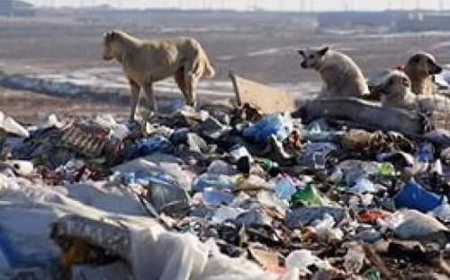 В Мариуполе на свалке собаки раскопали человеческие останки