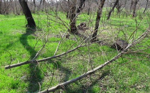 В Мариуполе обрежут 9784 дерева, большинство к Пасхе