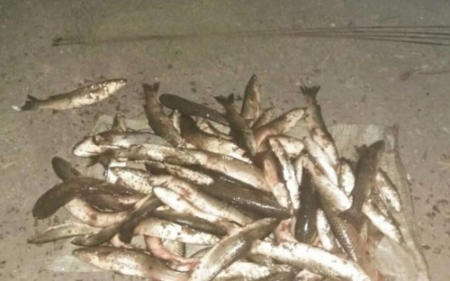 В Мариуполе поймали браконьера, который «Пауком» наловил рыбы на 19 тысяч гривен