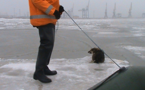В Мариуполе спасали собачку, оказавшуюся на льдине в море