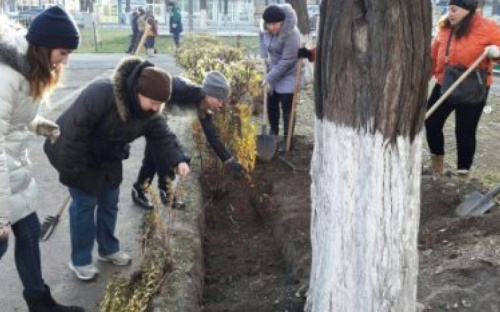 В Мариуполе высадили можжевельник