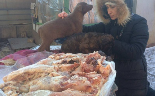 В Мариуполе зоозащитники накормили около 50 бездомных собак (ФОТО)
