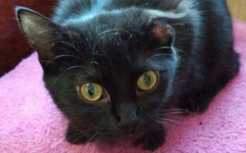 Патрульные Мариуполя ищут новый дом для спасенного котенка (ФОТО)