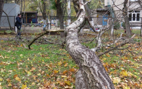 В Мариуполе увеличивается скорость ветра и вместе с деревьями падает температура (ФОТОФАКТ)