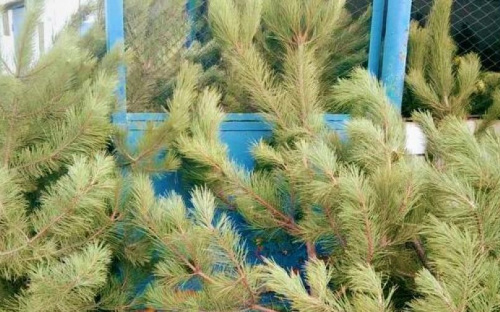 Перевыполнили план по соснам: под Мариуполем – небывалый ажиотаж на новогодние деревья