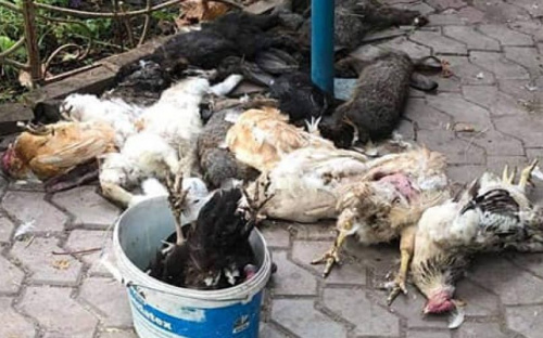 В Мариуполе уличные собаки выломали замки на клетках и подушили домашнюю живность