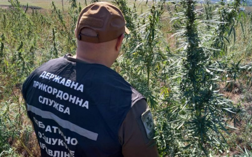 На Донетчине обнаружили плантацию с сотнями тысяч кустов конопли