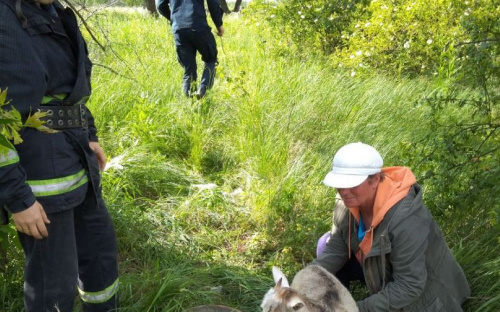 На Донетчине из колодца достали маленького козленка (ФОТО)
