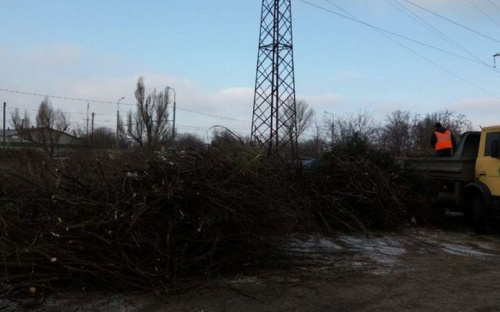 В Мариуполе срезали более 2000 деревьев (ФОТО)