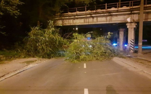 В Мариуполе аварийное дерево блокировало проезд