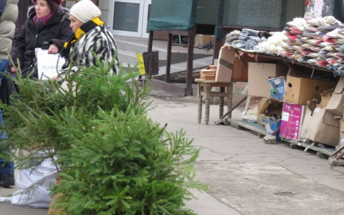 Почем елки? В Мариуполе живые новогодние елки продают дешевле искусственных (ФОТО)