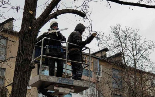 В Мариуполе раскололась крона дерева. Чтобы устранить опасность, вызвали спасателей