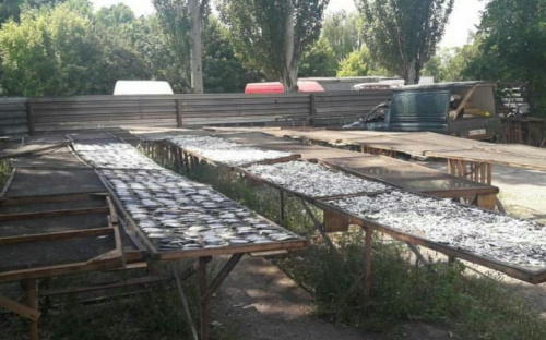 Под открытым небом и с мухами: мариупольцам показали как готовят любимую таранку (ФОТО+ВИДЕО)