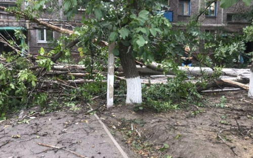 В Мариуполе возле жилого дома упало дерево: разбит автомобиль (ФОТОФАКТ)