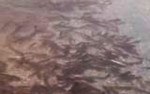 В пасхальное воскресенье море у Мариуполя кишело рыбой (ФОТО+ВИДЕО)