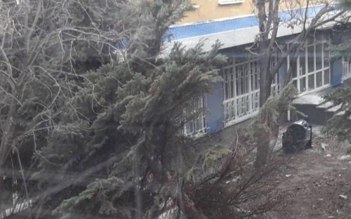 Мощный ветер повалил огромную сосну на отделение реанимации (ФОТО+ВИДЕО)