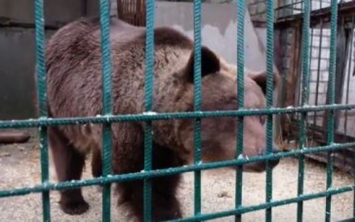 Для медведей и львов из скандального зоопарка на Донетчине нашли новые дома