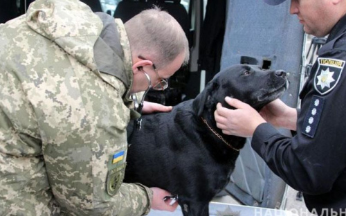 Кинологический центр в Мариуполе могут оборудовать современным ветеринарным пунктом (ФОТО)