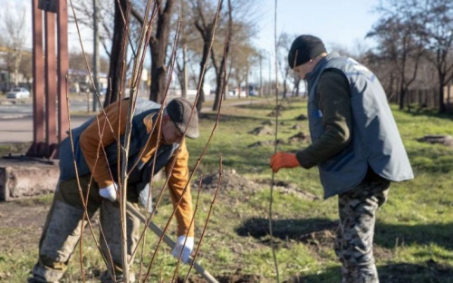 В Мариуполе высадили сотни молодых деревьев
