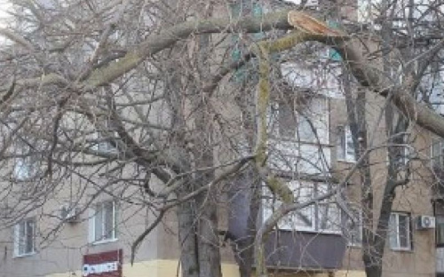 В Мариуполе над прохожими нависли опасные кроны деревьев