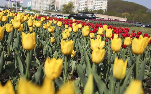 Мариуполь украсят тюльпанами за 17 тысяч гривен