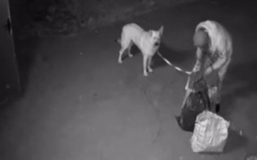 В Мариуполе из ветеринарной клиники выкрали собаку
