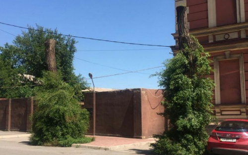 В Мариуполе обнаружены деревья-«перевертыши» (ФОТОФАКТ)
